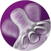 spiralna oblika cuclja Natural