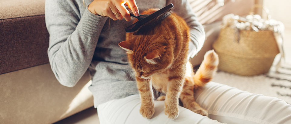 Alergeni v domačem okolju